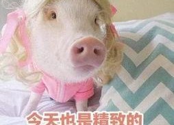 肥猪猪娱乐吃瓜酱